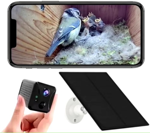 Telecamera bird box wifi - bird,