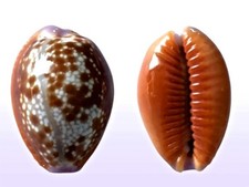 Cypraea helvola, Fort Dauphin, Madagascar, 23,1 mm, DELICIOUS PATTERN