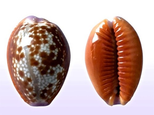 Cypraea helvola fort dauphin - cypraea,