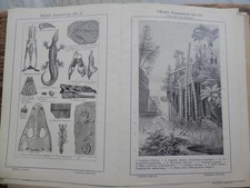 antica stampa da incorniciare TRIAS FORMAZIONE DEL CONIFERE EQUISETO ZAMIA ALATA