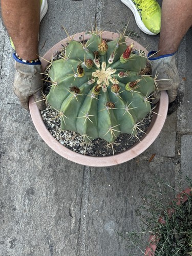 Ferocactus pottsii big - pottsii,