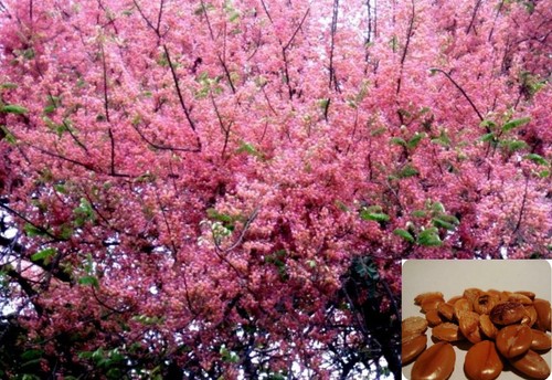 Cassia grandis albero doccia - grandis,,