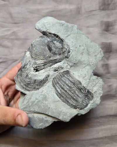 Rarissima piastra parziale
