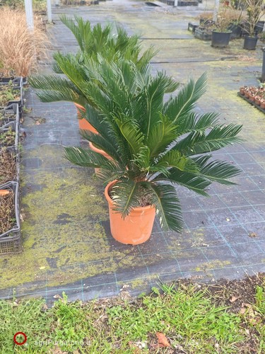 Cycas revoluta pianta cicas - cycas,