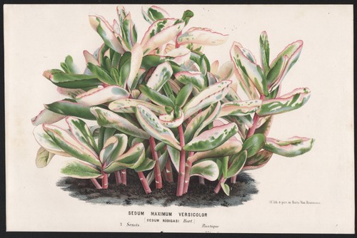 Sedum maximum hylotelephium - sedum,