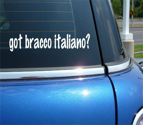 Got bracco italiano - got, adesivo