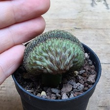 Sulcorebutia rauschii crestata innestata Vaso 5.5 cm  Cod.1309-6