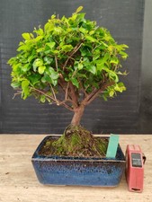 bonsai di ciliegio cinese h 29