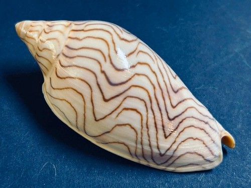 Voluta amoria undulata angasi - voluta,