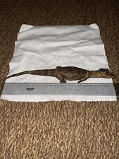 Coccodrillo Imbalsamato anni 90 vintage.