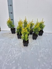 10 Piante Cupressus Gold Rider