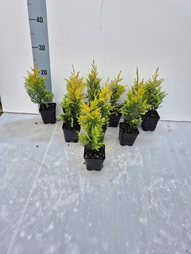 Piante cupressus gold rider - cupressus,
