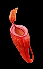 Nepenthes Dubia