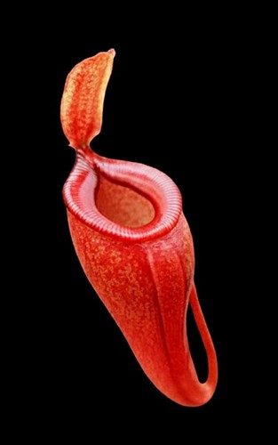 Nepenthes dubia - nepenthes,