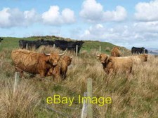 Photo 6x4 cattle octomore - photo,