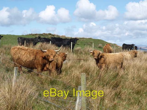 Photo 6x4 cattle octomore - photo,