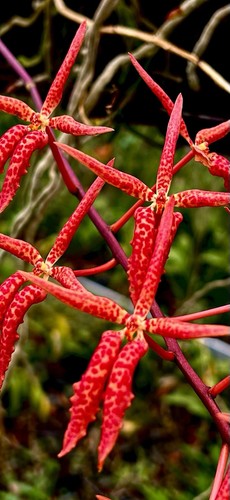 Renanthera ibrido nuovo - renanthera,