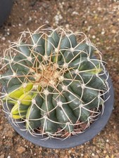 Discocactus ferricola variegata cristata coltivazione semi pianta succulenta WYSIWYG 5#