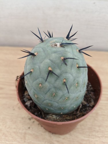 9442 tephrocactus geometricus - 9442,
