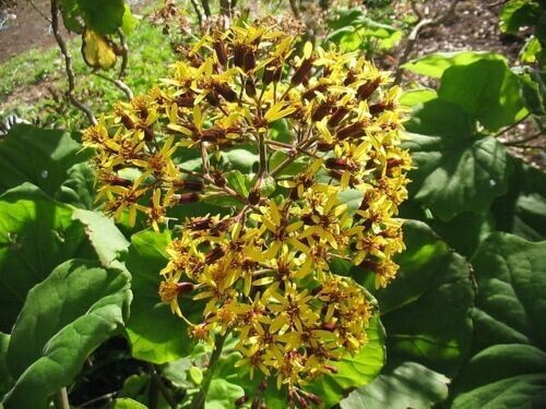Velvet groundsel roldana - groundsel,