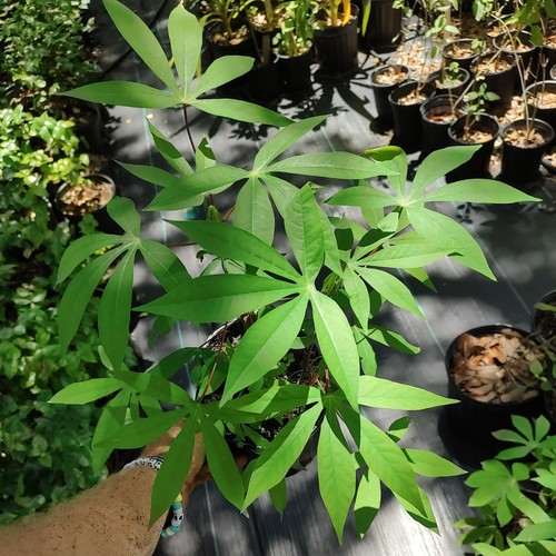 Cassava yucca plant one - cassava, gallon