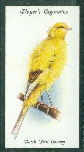 Bird card 010 - bird, card,