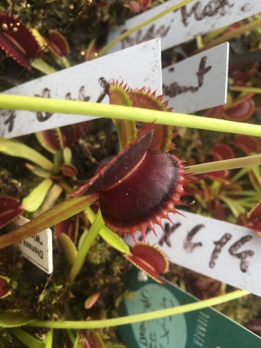 Plantes carnivores lotpack - plantes,