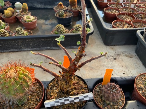251 jatropha pelargoniifolia - jatropha,