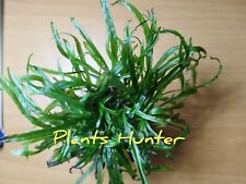 Rarità Microsorum Golia