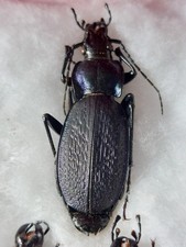 1 ex. Carabus (Neoplectes)