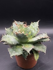 Agave titanota pot - titanota, ,