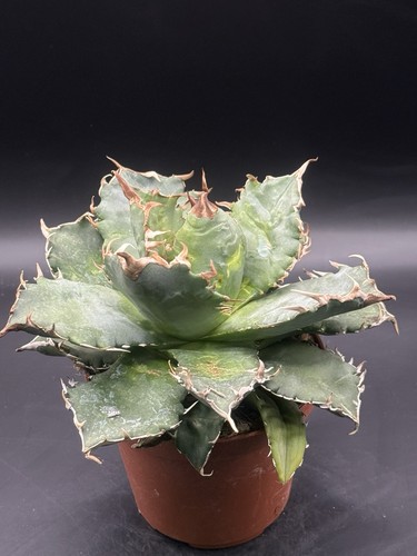 Agave titanota pot - (mexico), ,