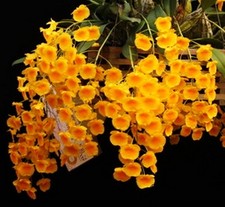 Dendrobium lindleyi, pianta