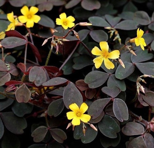 Trifoglio viola oxalis - viola,