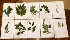 SI PREPARANO ERBARIO ESAME BOTANICA SISTEMATICA 10 FOGLI (leggi descrizione)