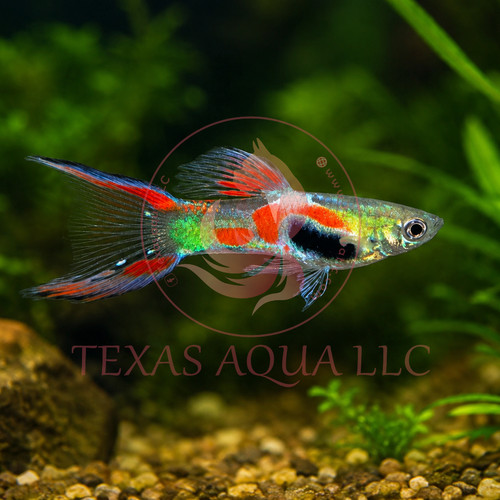 Endler guppy - endler,