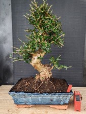 bonsai  olivastro   h 43 cm