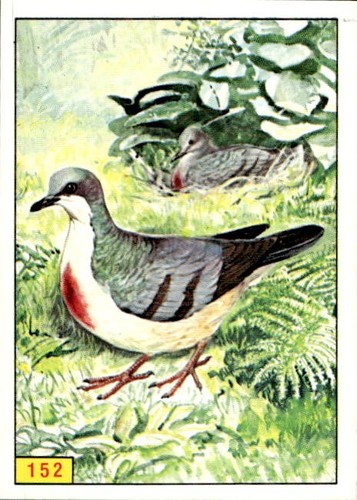 Figurina uccelli panini - figurina,
