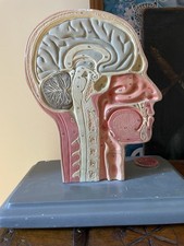 Modello Anatomico Testa Paravia Vintage