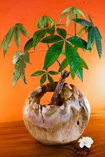 Vaso legno radice - radice, 30cm