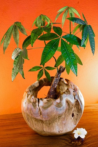 Vaso legno radice 30cm - di,