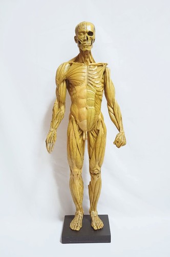 Anatomytools anatomia umana - anatomytools,