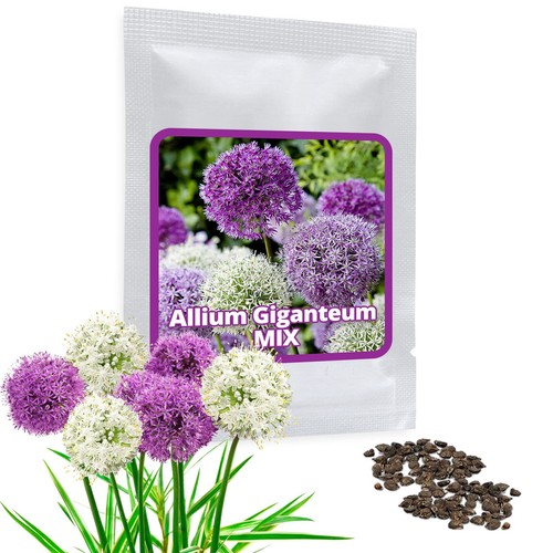 Semi aglio gigante allium - semi, d’aglio