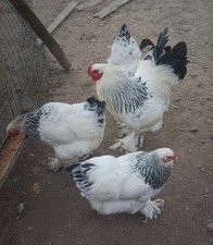 uova feconde Brahma con