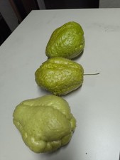 3 Zucca zucchina Centenaria