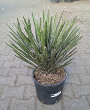 Yucca Filifera 