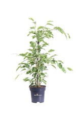 Pianta ficus benjamina - pianta,