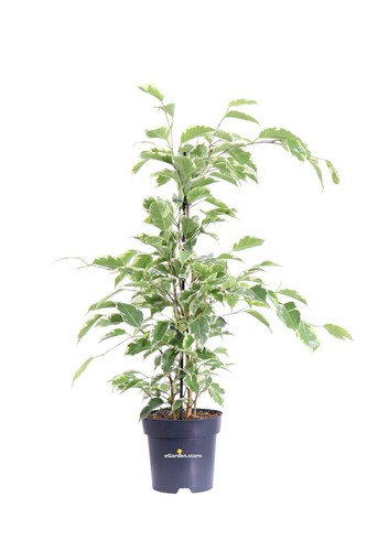 Pianta ficus benjamina - di,