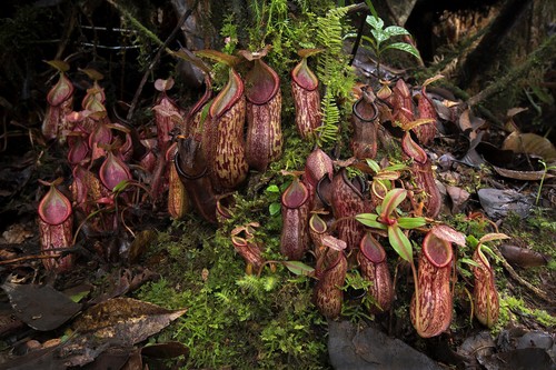 Nepenthes gymnamphora pianta - gymnamphora,