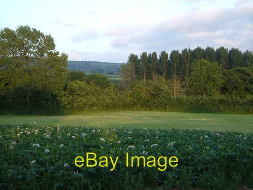 Photo 6x4 potato - patch, at